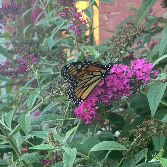 Canvases 8x10 $25 10x10 $40 any bigger $60 If you want anything’s pm me - Picture 2 of 16